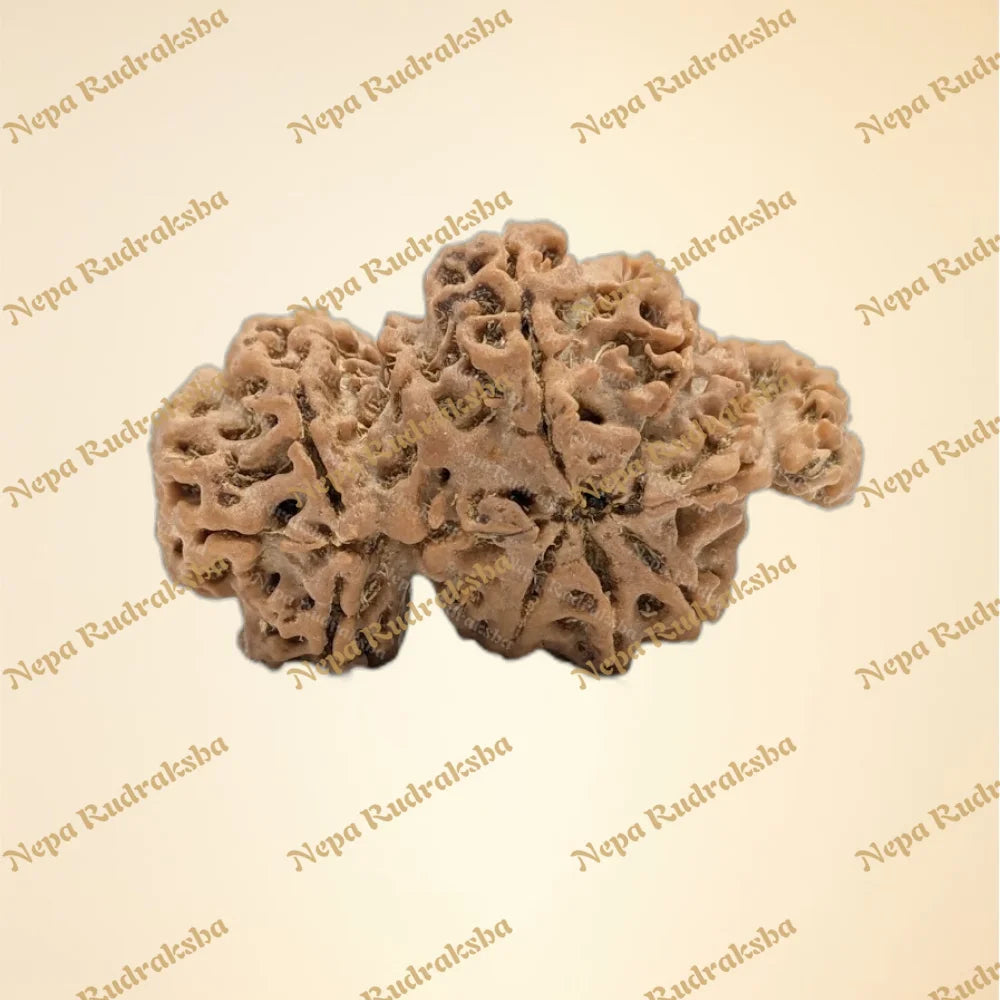 Nepali Trijuti Rudraksha (back)