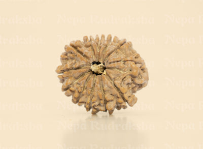 12 Mukhi Rudraksha