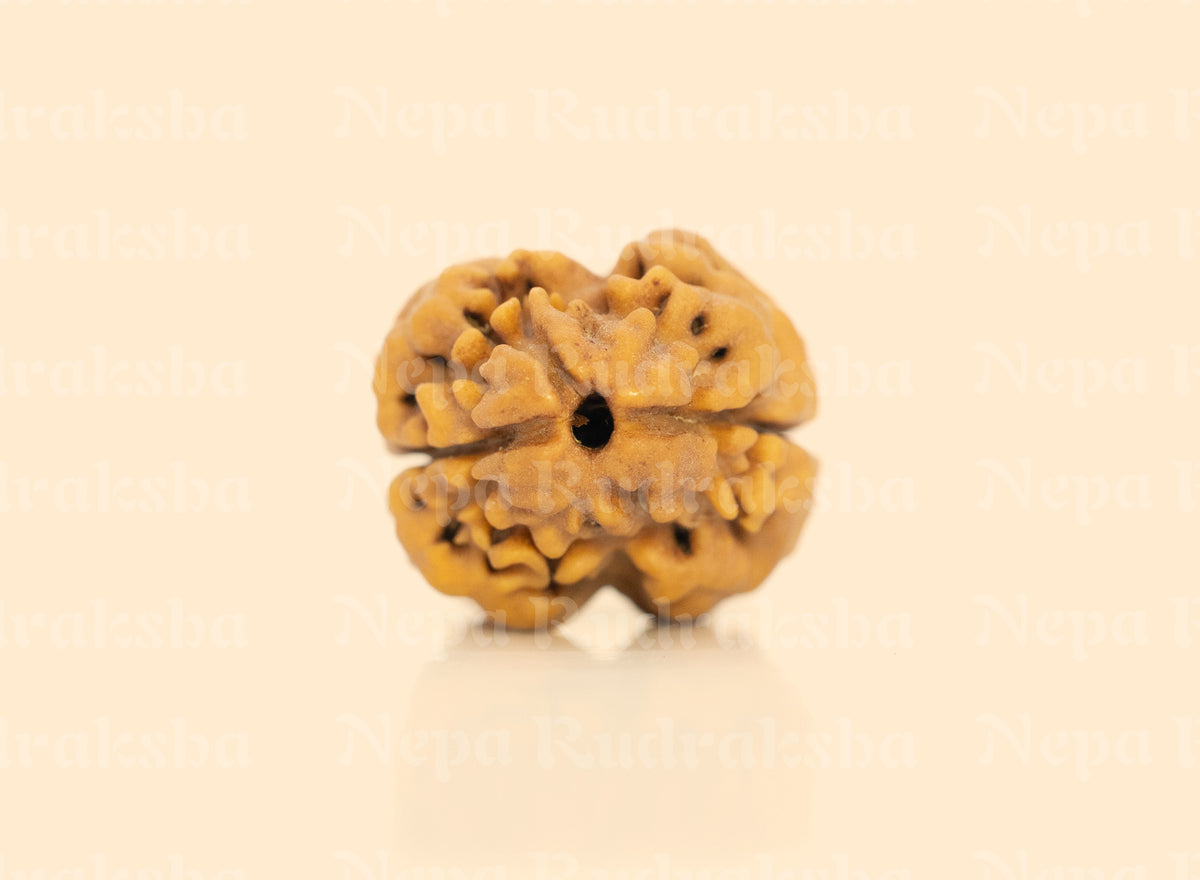 2 Mukhi (Regular) Rudraksha