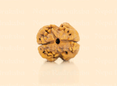 2 Mukhi (Regular) Rudraksha