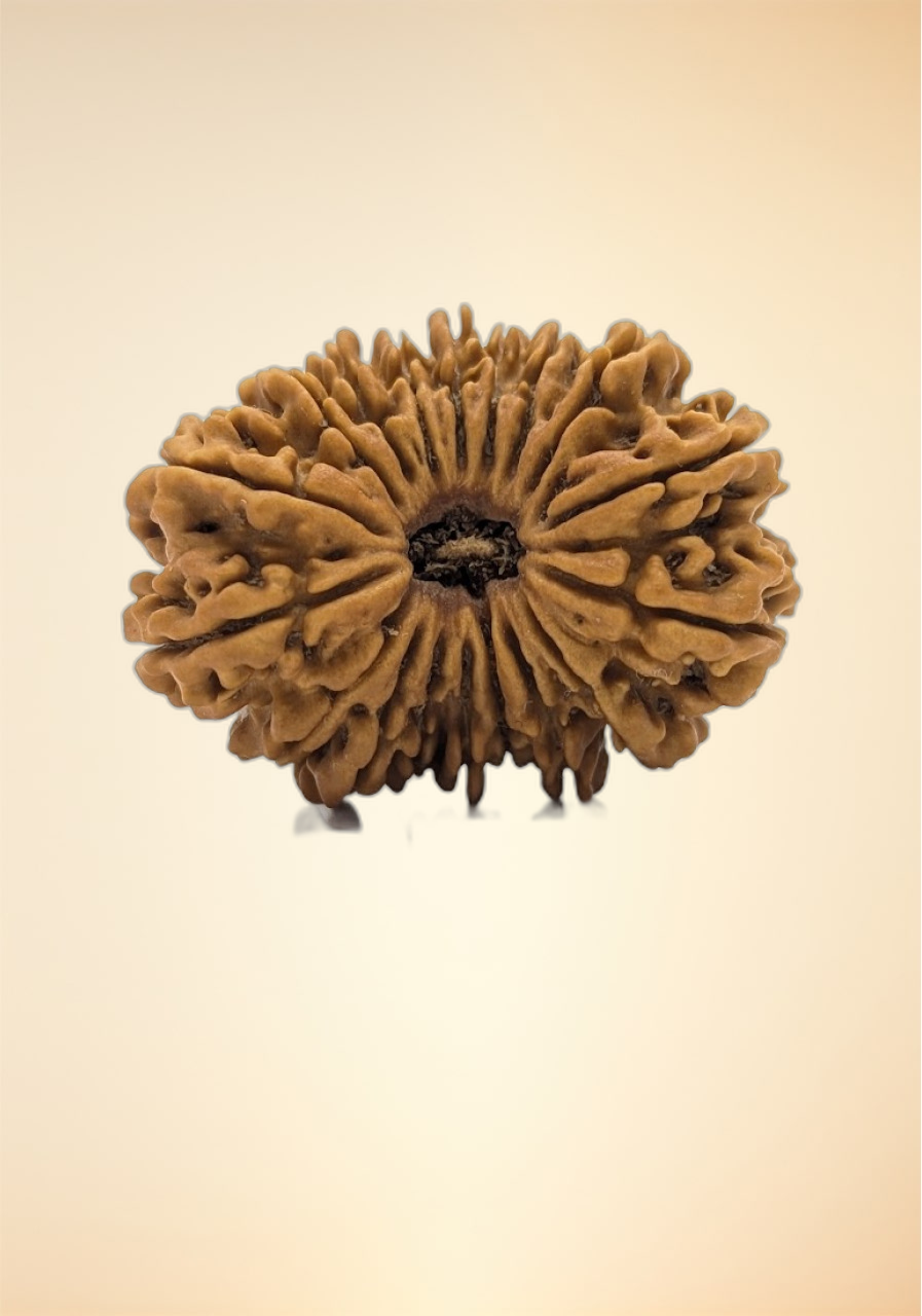 18 Mukhi (Super Collector - 11192)