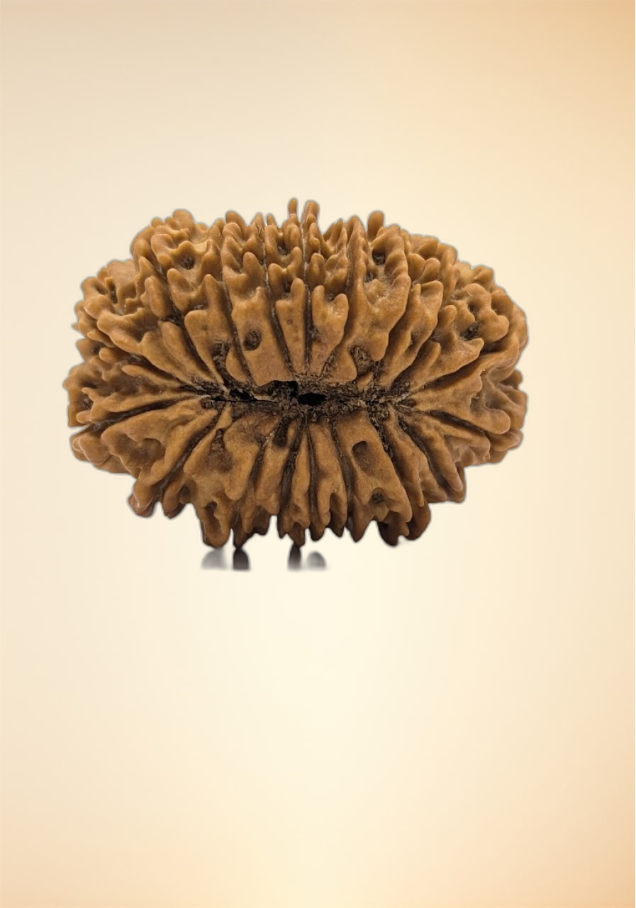 18 Mukhi (Super Collector - 11192)