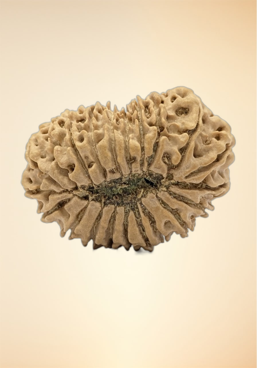 21 Mukhi (Collector - 6316)