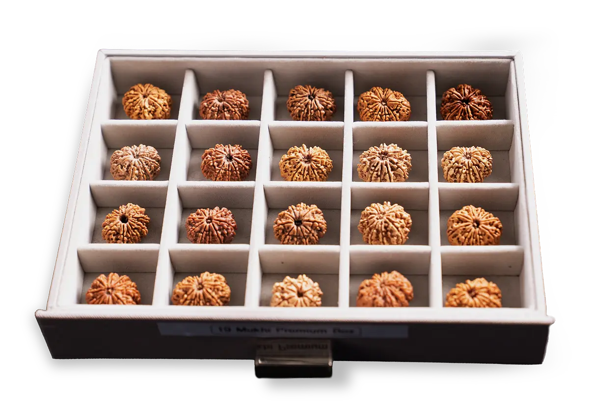 Natho Raksha Nandi Rudraksha