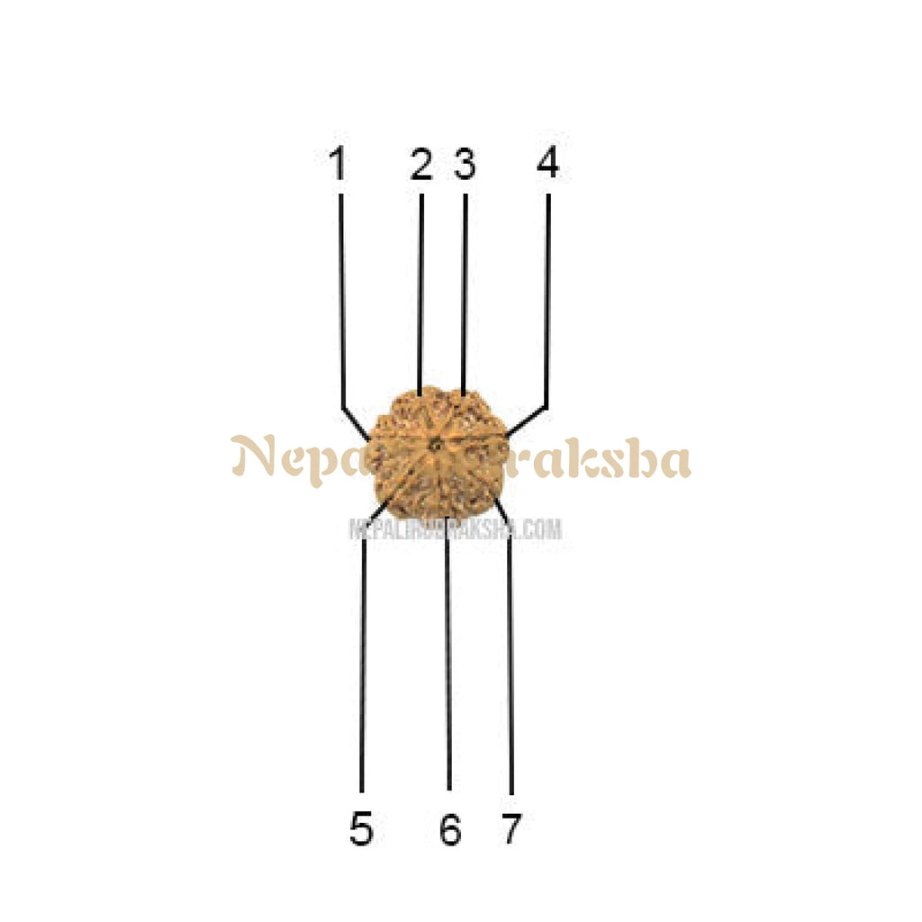 7 Mukhi Medium Rudraksha Face Count