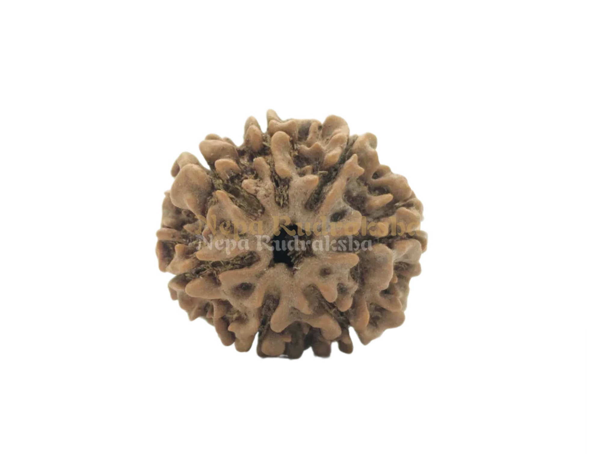 Sacred 7 Mukhi (Medium) Rudraksha