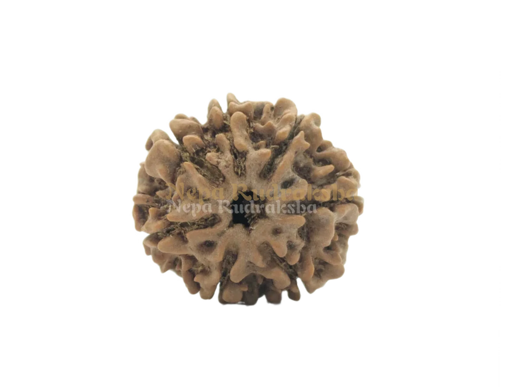 7 Mukhi Medium Rudraksha Front View