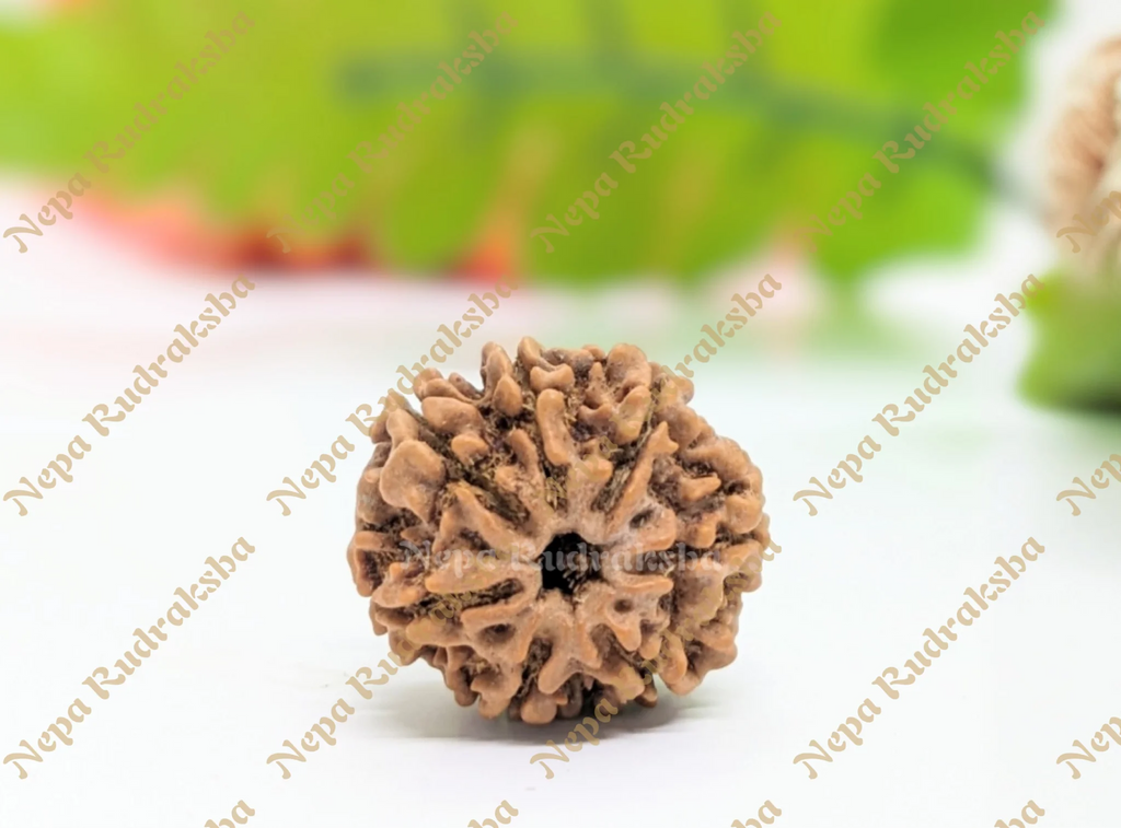 7 Mukhi Medium Rudraksha