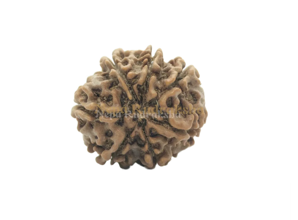 7 Mukhi Medium Rudraksha Back View