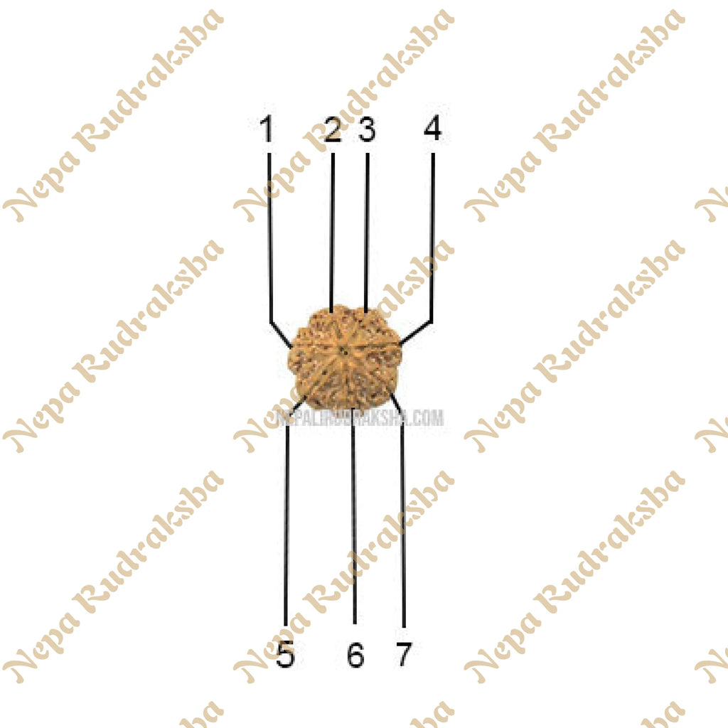 7 Mukhi Medium Rudraksha Face Count