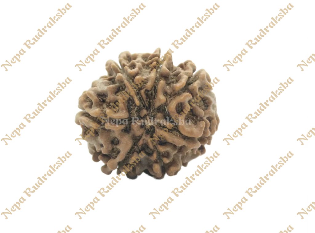 7 Mukhi Medium Rudraksha Back View