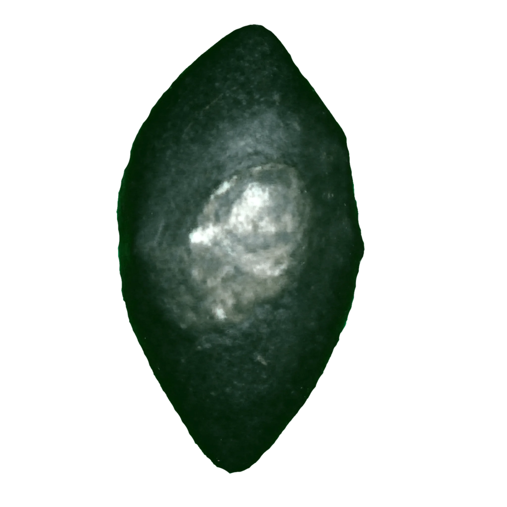 Sankha Shaligram