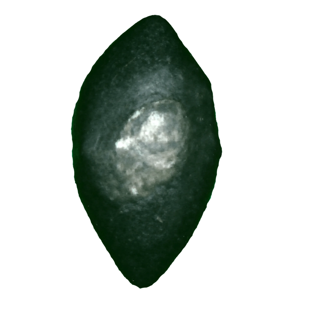 Sankha Shaligram