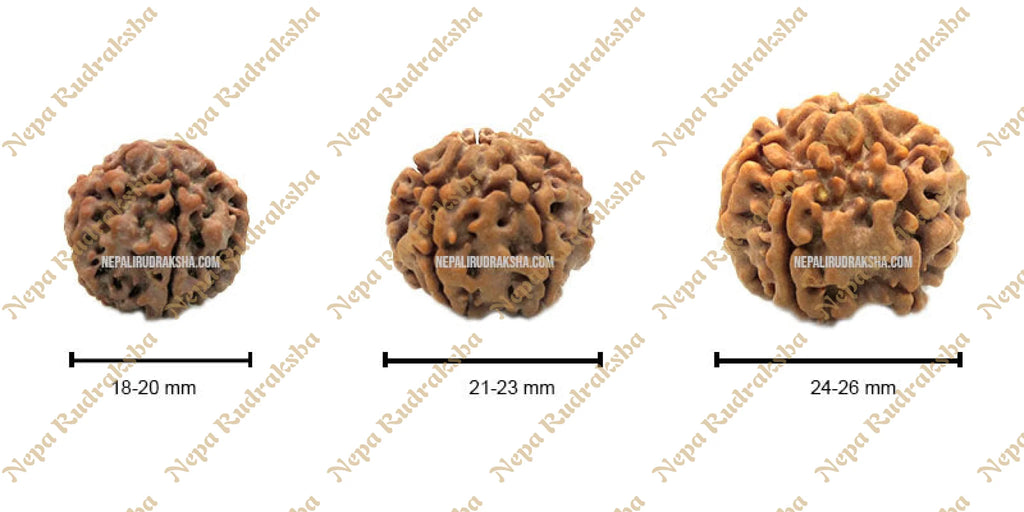 Six Mukhi Rudraksha