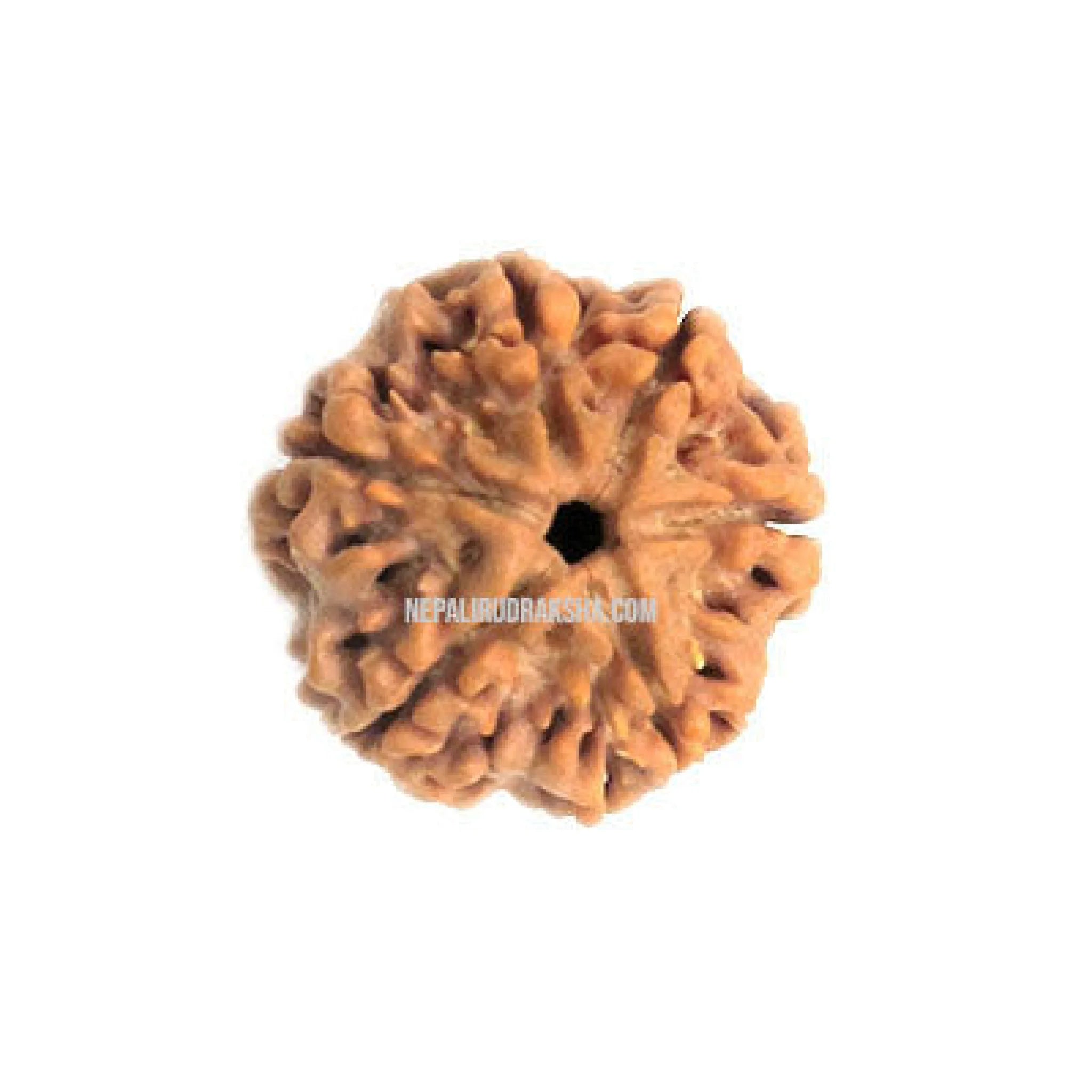 Six Mukhi Rudraksha