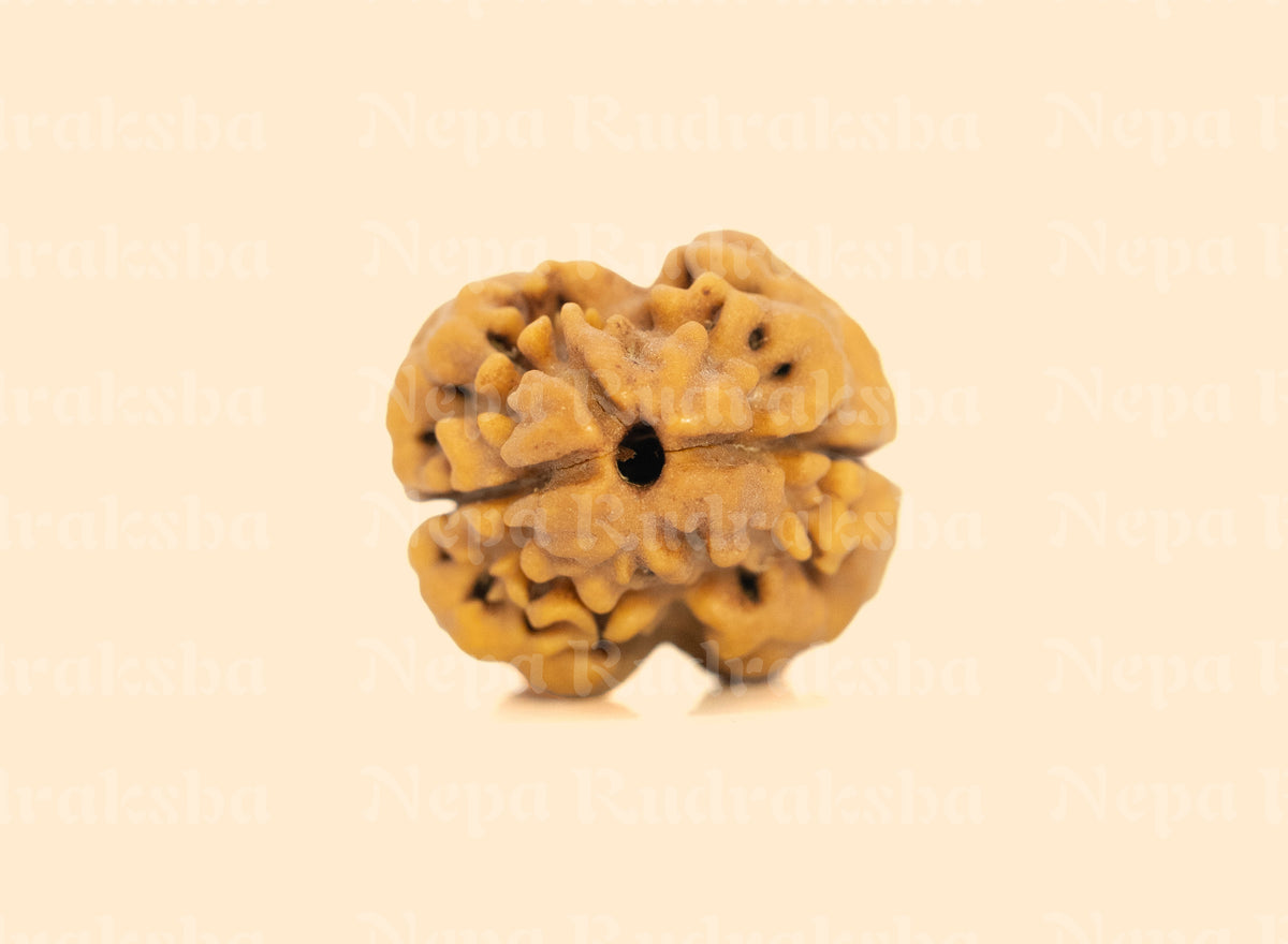 2 Mukhi (Collector) Rudraksha