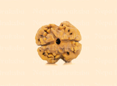 2 Mukhi (Collector) Rudraksha