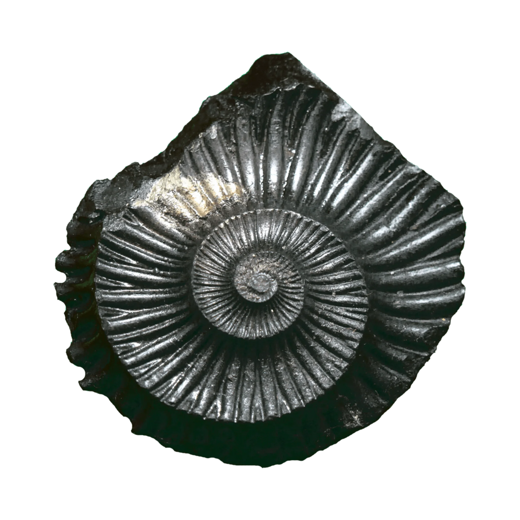 Surya Shaligram