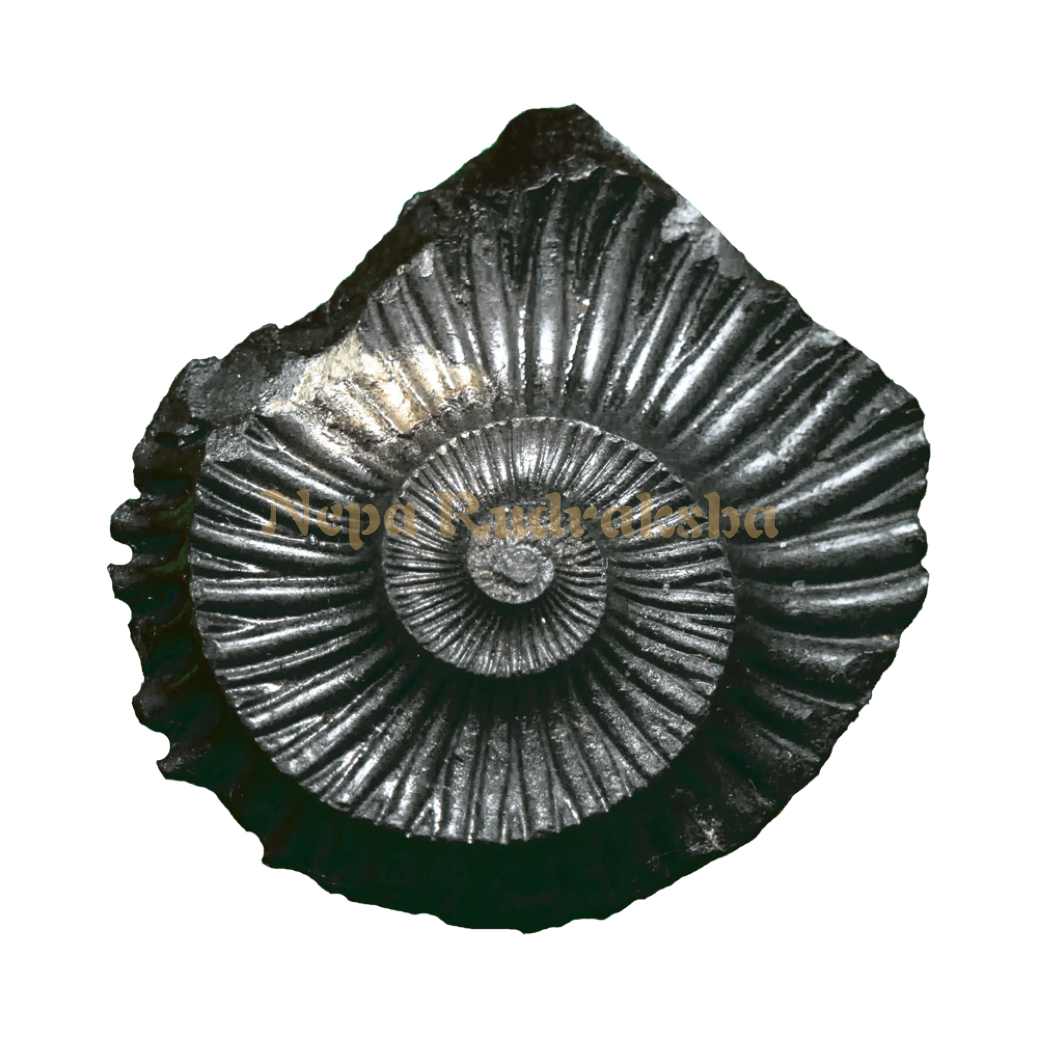 Surya Shaligram