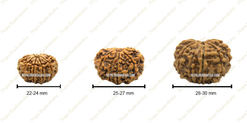 Ten Mukhi Rudraksha