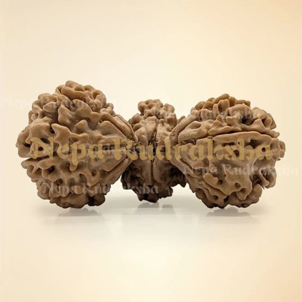 Trijuti Rudraksha 15 Mukhi (Super Collector - 11138)