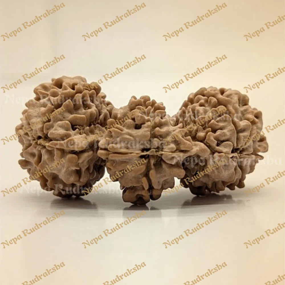 Trijuti Rudraksha 15 Mukhi (Super Collector - 11138) Rudraksha