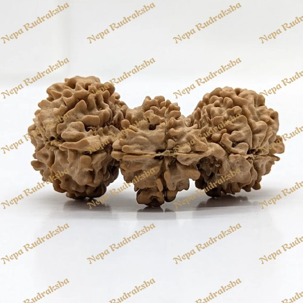 Nepali Trijuti Rudraksha (back)