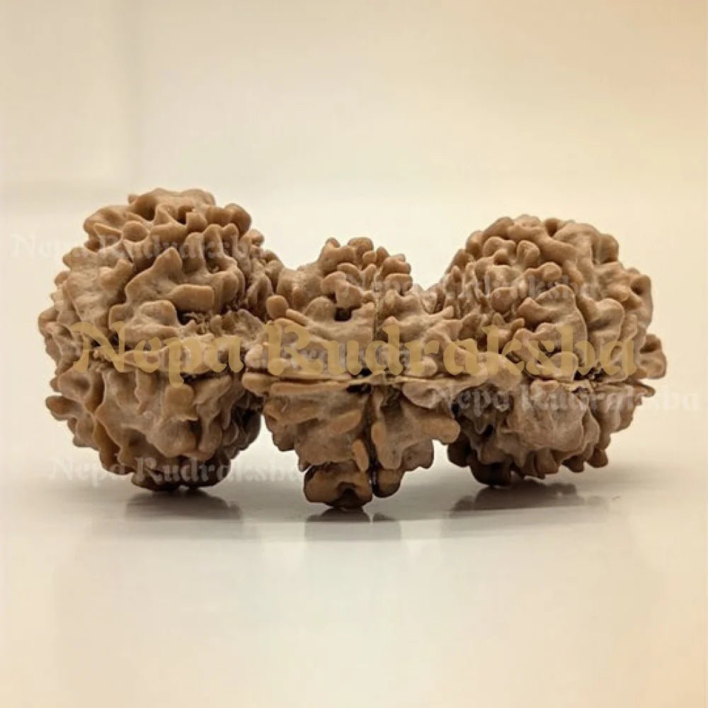 Trijuti Rudraksha 15 Mukhi (Super Collector - 11138)