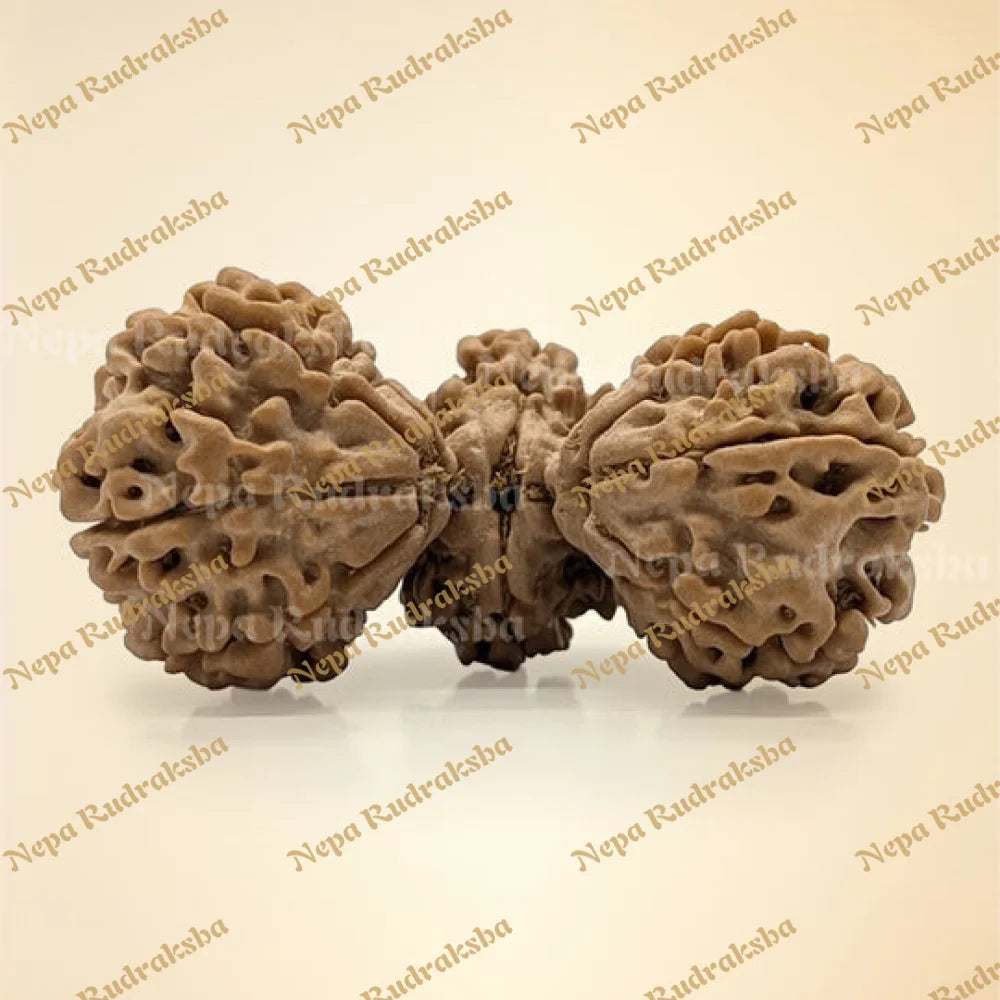 Trijuti Rudraksha 15 Mukhi (Super Collector - 11138)