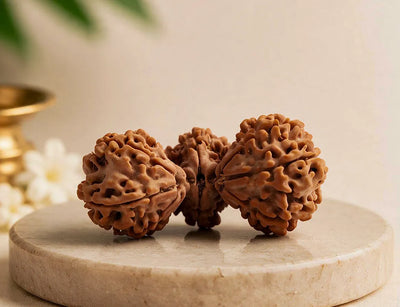 15 Mukhi Trijuti Rudraksha