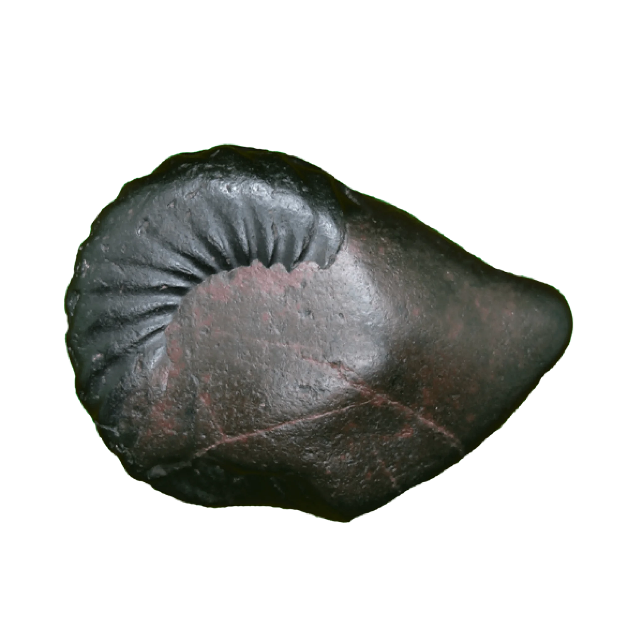 Varaha Shaligram