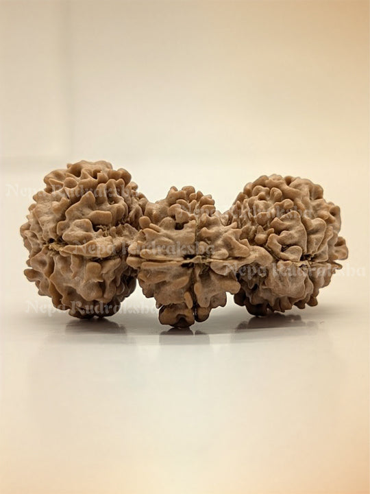 Trijuti Rudraksha 15 Mukhi (Super Collector - 11138)