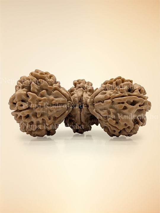 Trijuti Rudraksha 15 Mukhi (Super Collector - 11138)