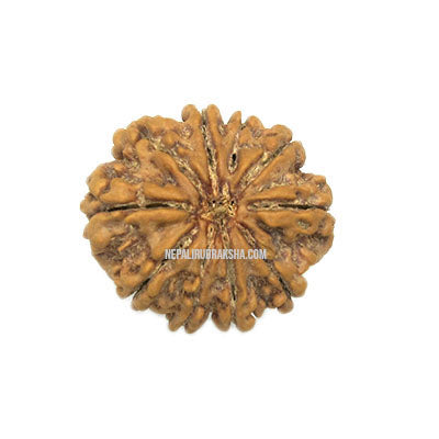 10 Mukhi (Collector) Rudraksha