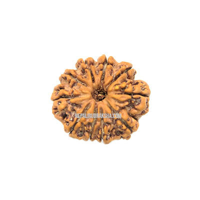 10 Mukhi (Medium) Rudraksha