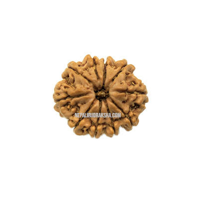 10 Mukhi (Regular) Rudraksha