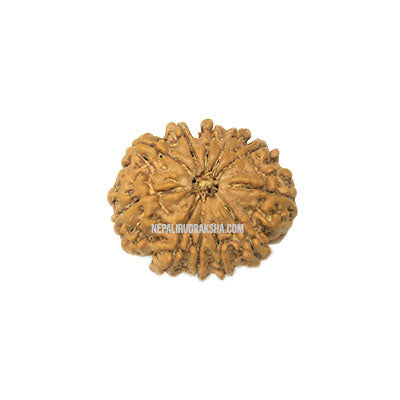 11 Mukhi (Regular) Rudraksha