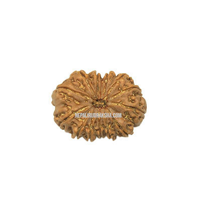 13 Mukhi (Collector) Rudraksha