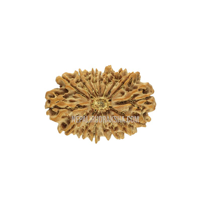 17 Mukhi (Collector) Rudraksha