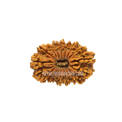17 Mukhi (Medium) Rudraksha