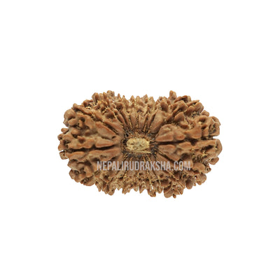 18 Mukhi (Medium) Rudraksha