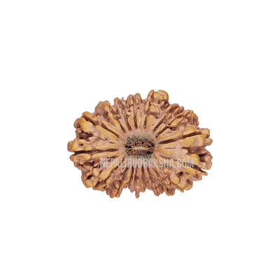 18 Mukhi (Collector) Rudraksha