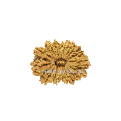 18 Mukhi (Regular) Rudraksha