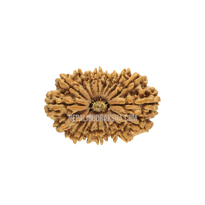 19 Mukhi (Collector) Rudraksha