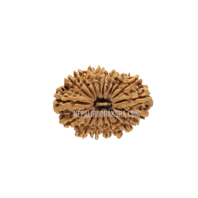 19 Mukhi (Medium) Rudraksha