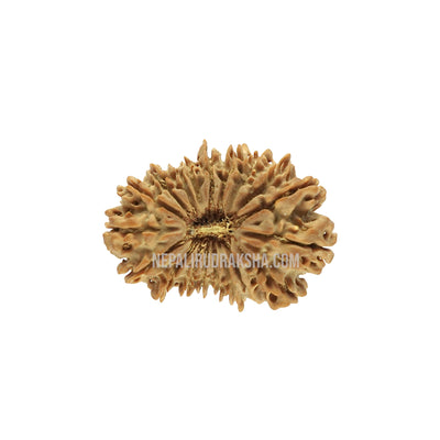 19 Mukhi (Regular)