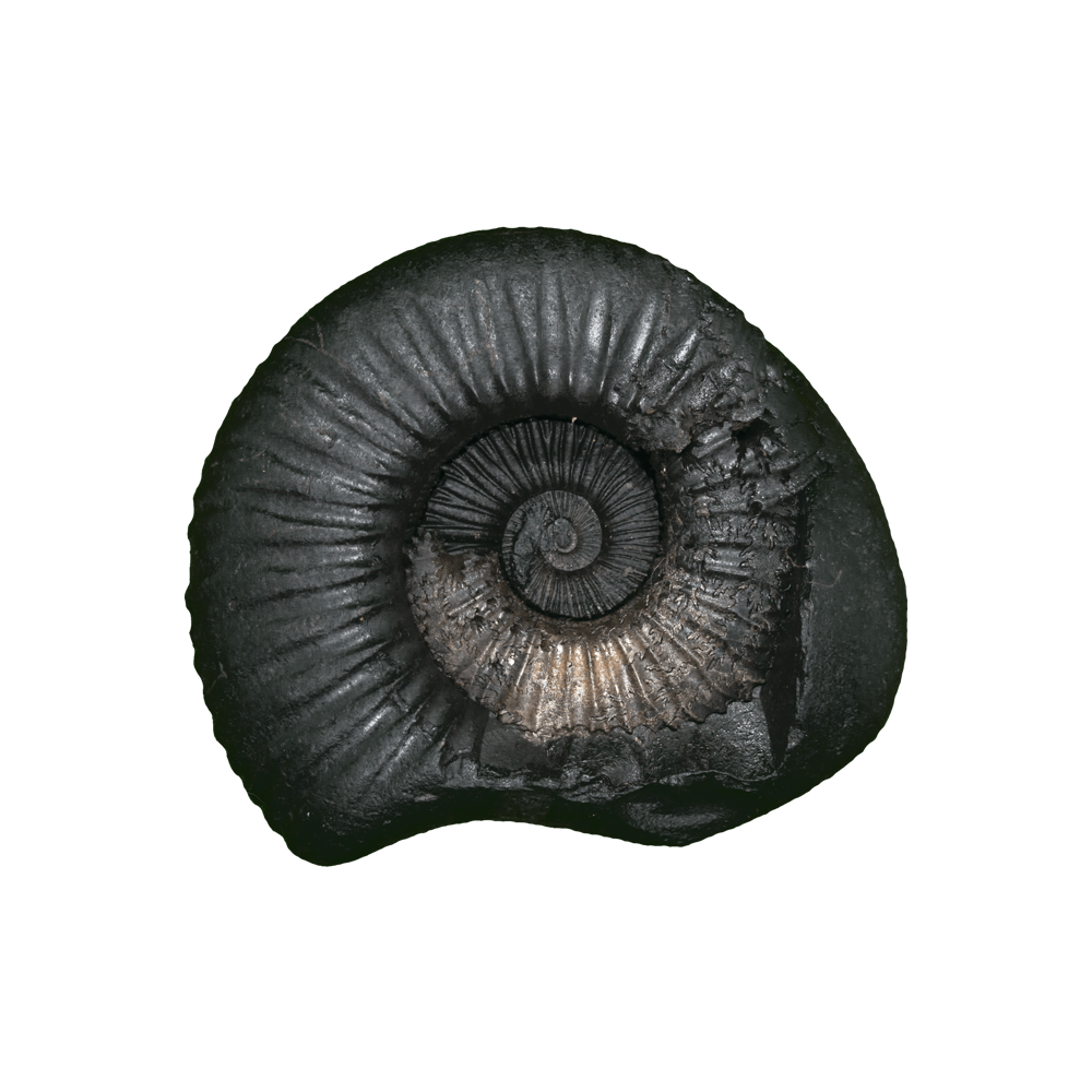 Shelligram Sea Shell Shaligram