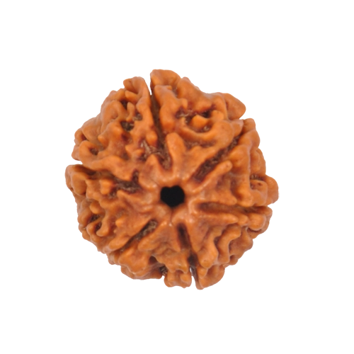 Rudraksha Beads Left